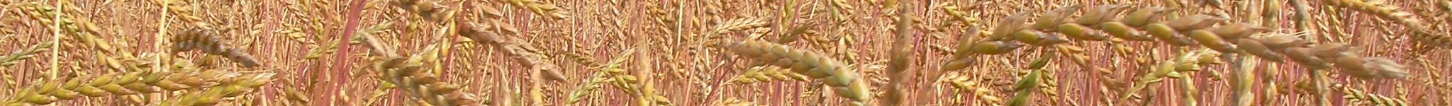 Champ et épis d'épeautre rouge