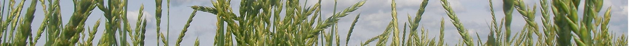 Epis de grand epeautre vert devant le ciel