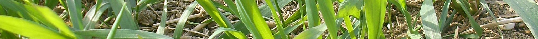 Jeunes pousses de grand épeautre au champ