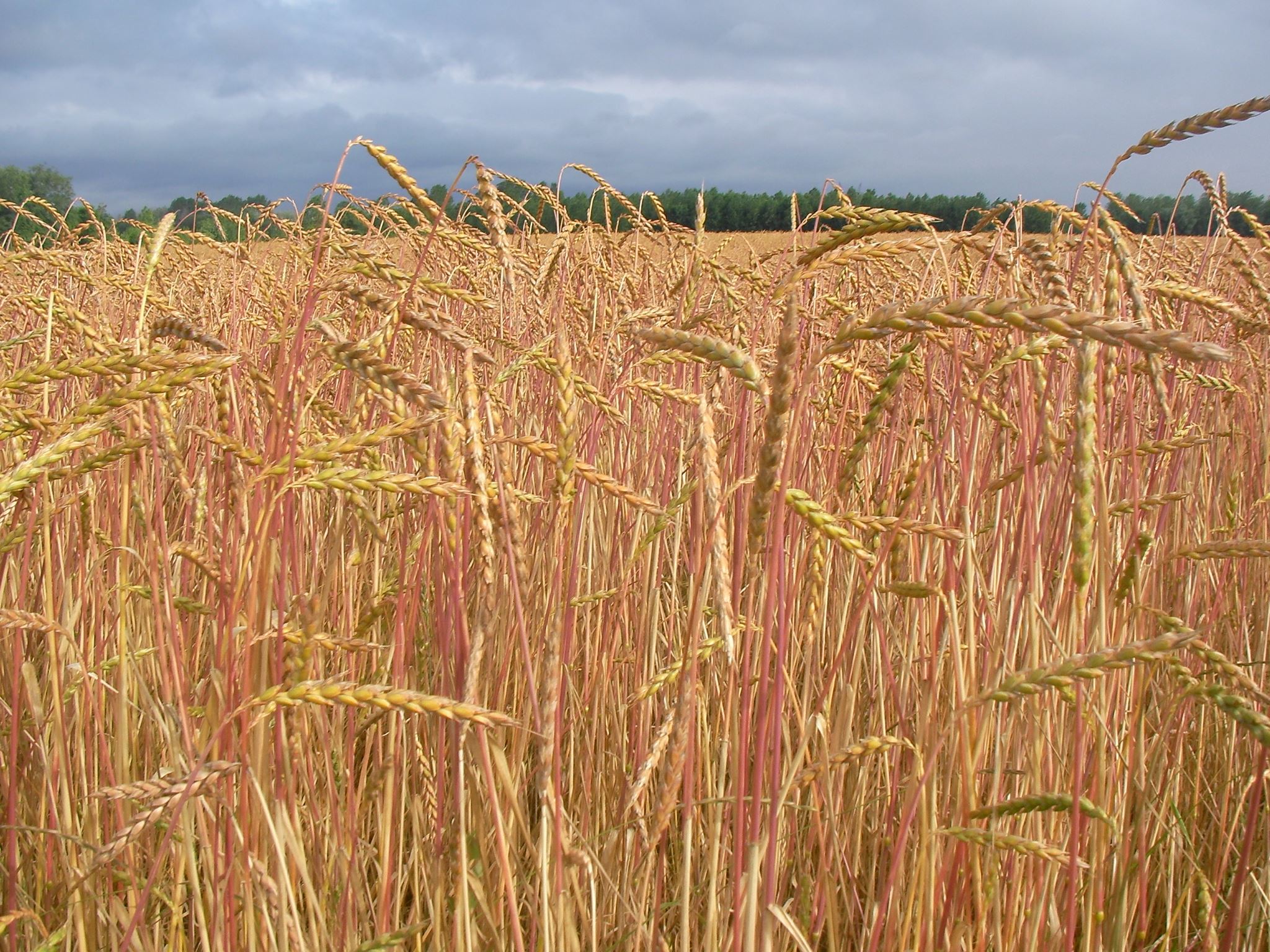 Champ de grand épeautre rouge (bientôt mûr)