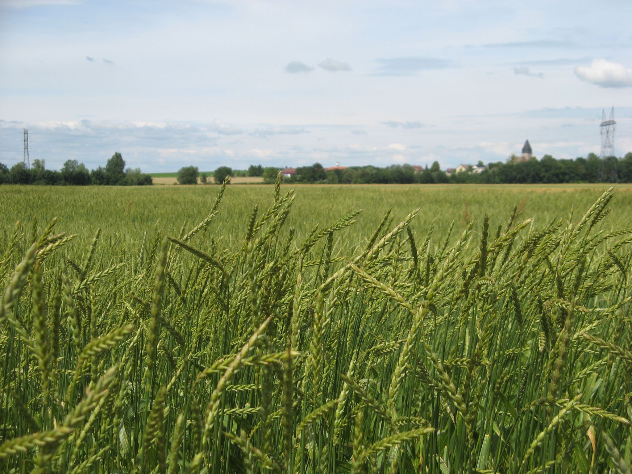 Champ de grand épeautre pas encore mûr