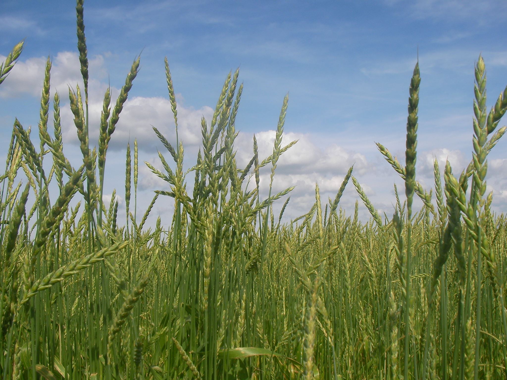 Champ de grand épeautre pas encore mûr
