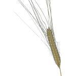 Épis de petit épeautre