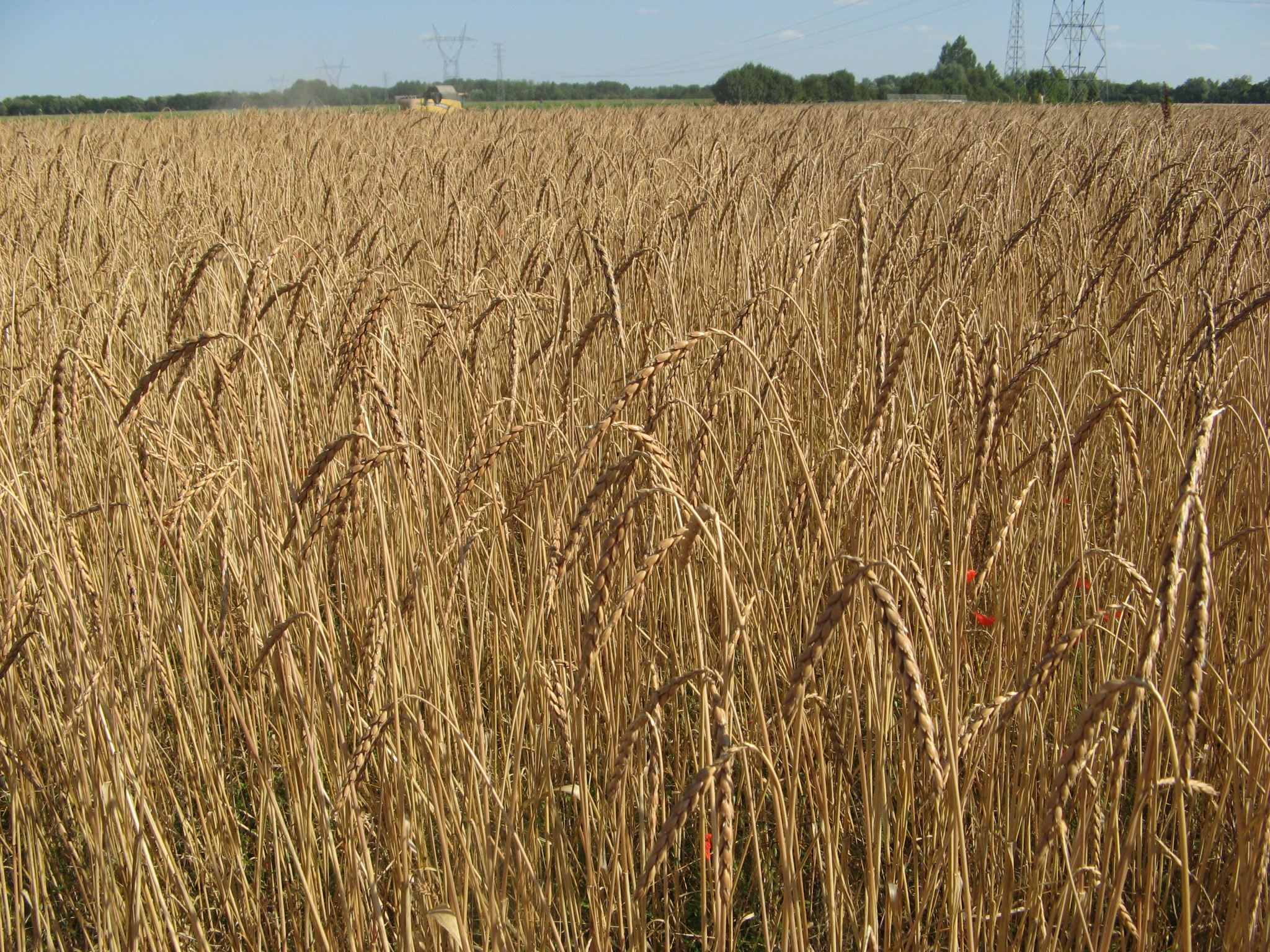 Grand épeautre mûr avant moisson