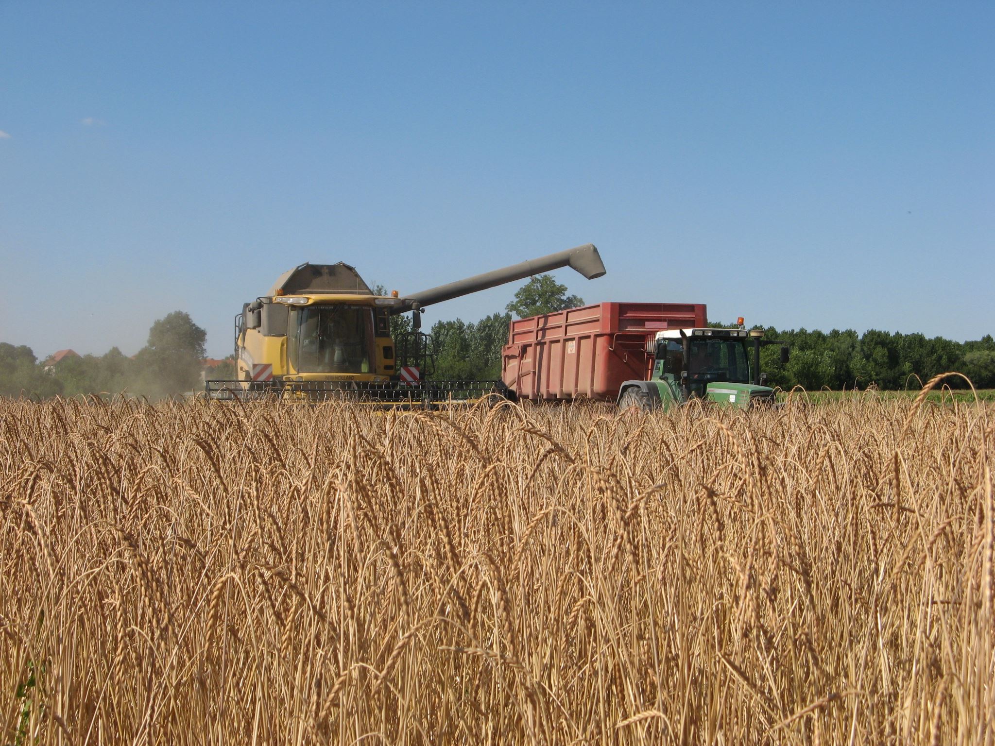 moisson du grand épeautre à la moissonneuse. Vidange de la trémie dans une benne