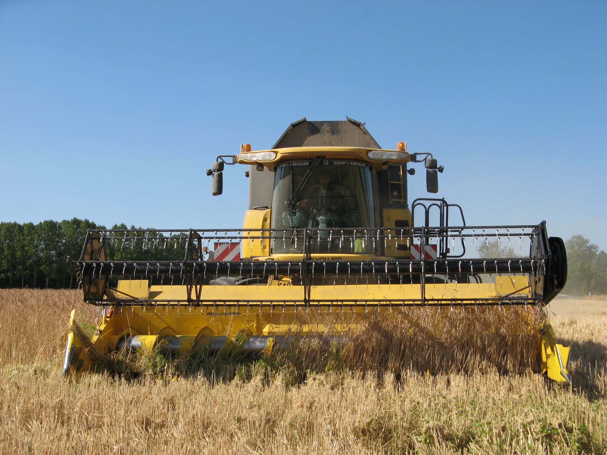 moisson du grand épeautre à la moissonneuse