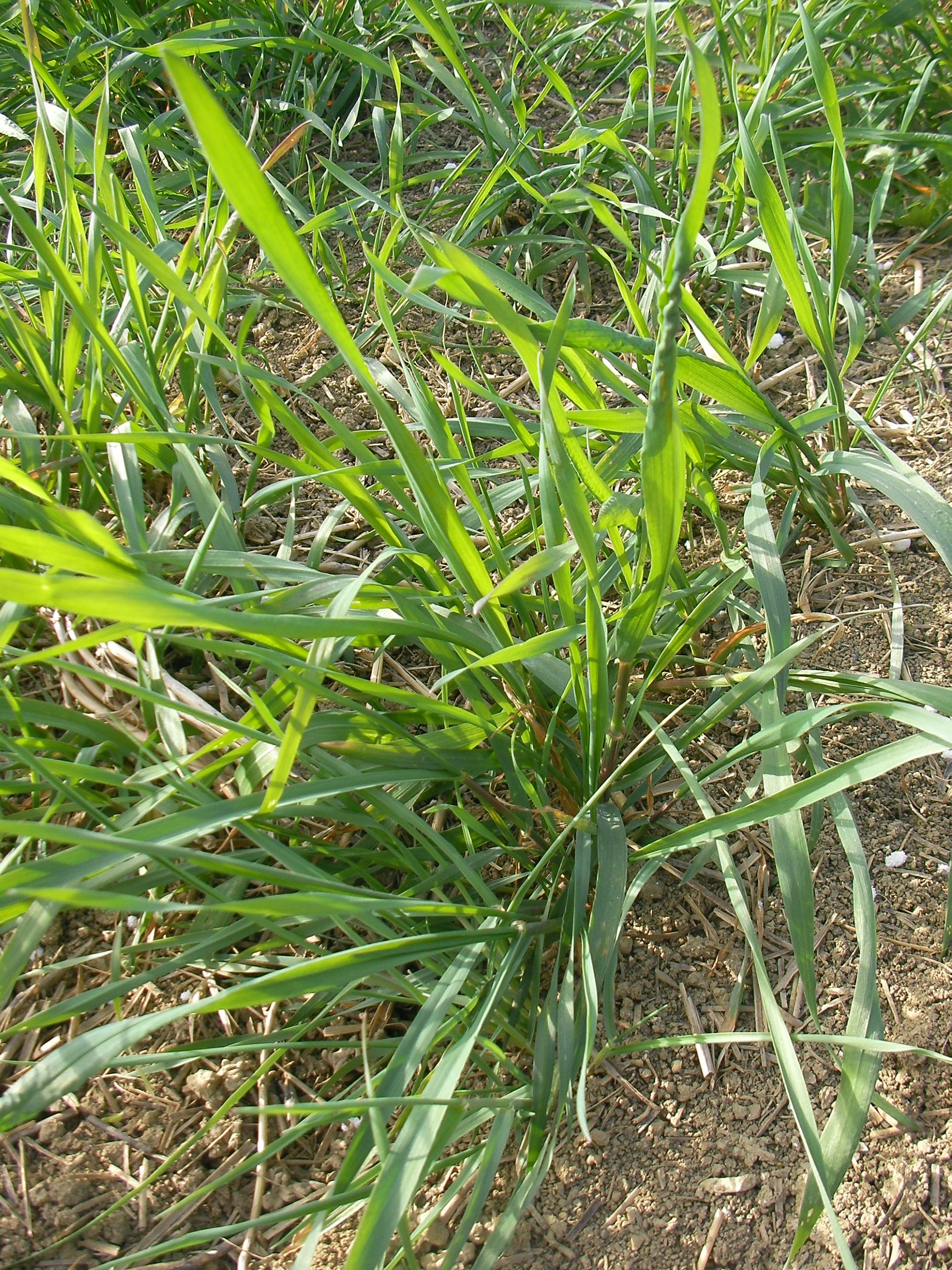 Jeunes pousses de grand épeautre